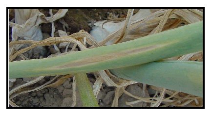 symptoms of an onion plant in a seed crop