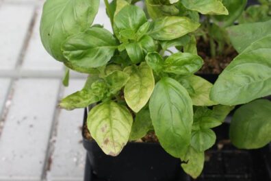Basil-downy-mildew