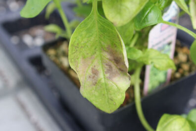 downy-mildew symptoms on a basil leaf