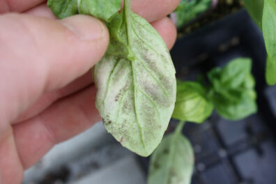 downy-mildew on basil leaf bottom