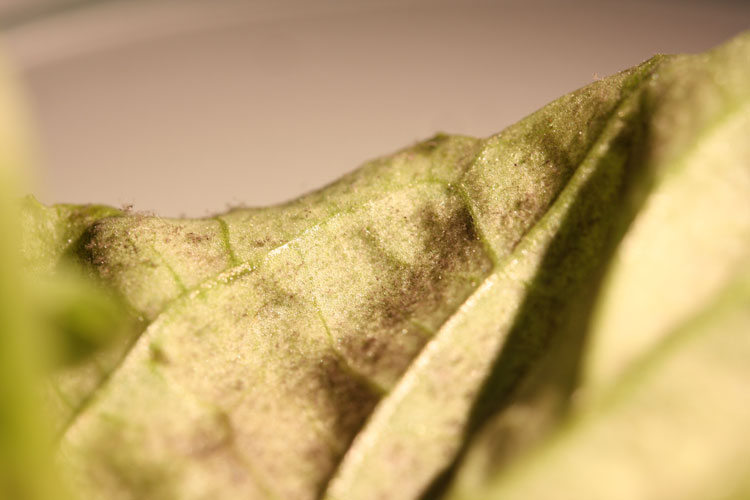 Basil-downy-mildew symptoms