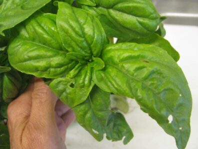 Symptoms of basil thrips