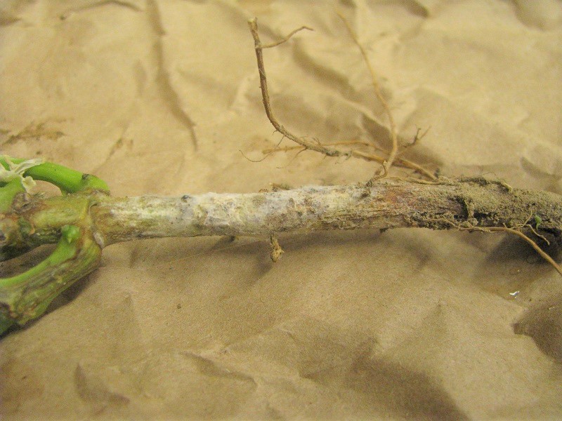 garden bean stem having White mycelium