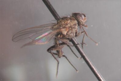 Seedcorn maggot fly-1