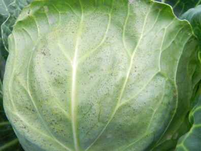 Edema on cabbage