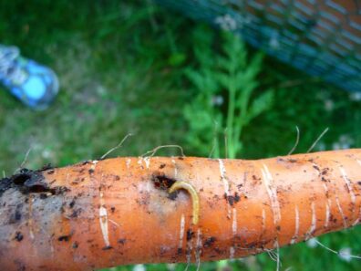 carrot showing wireworm and symptoms of wireworm damage