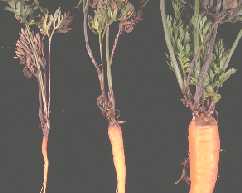 Alternaria radicina symptoms on carrot