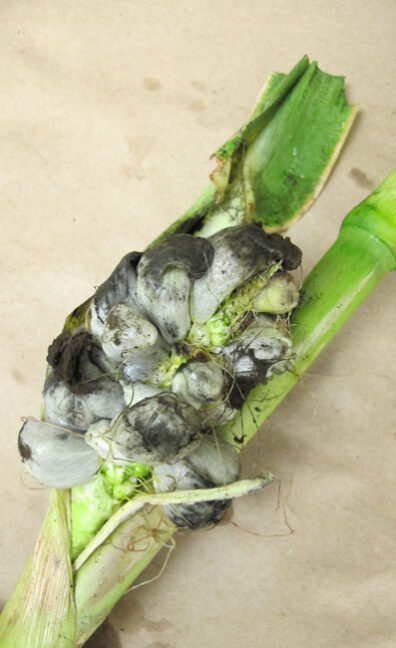 smut symptoms of corn-2