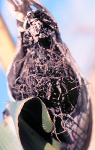 symptoms of head smut on corn