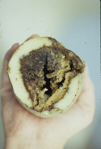 Fusarium dry rot on potato