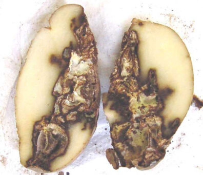 Fusarium dry rot on potatoes