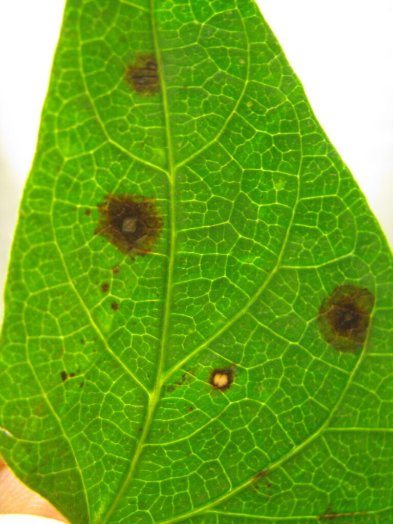 Alternaria leaf spot-2