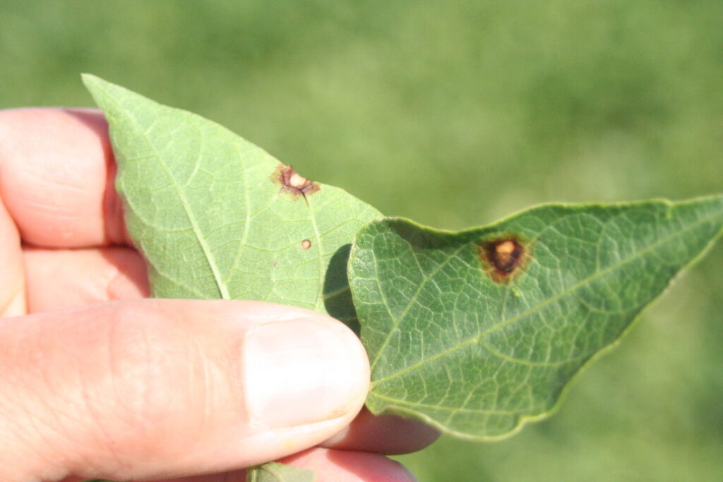 Alternaria leaf spot symptoms on bean leaves
