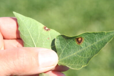 Alternaria leaf spot symptoms on bean leaves