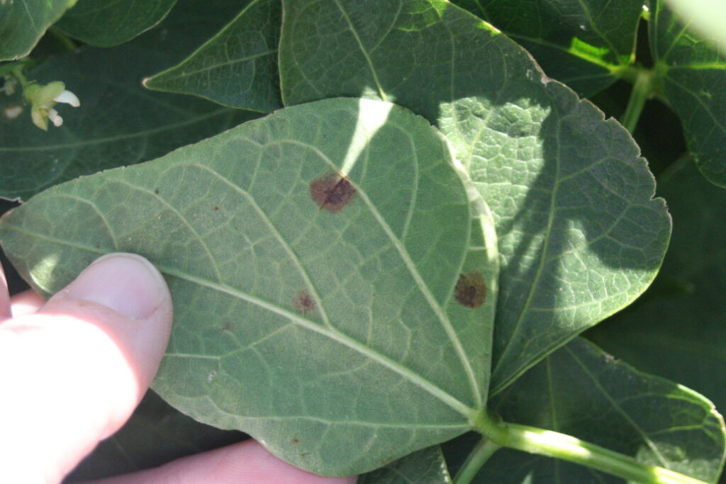 Alternaria leaf spot symptoms on the bottom of a bean leaf