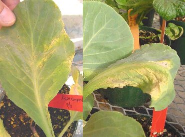 symptoms of a cabbage leaf