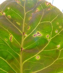 leaf spot crucifiers