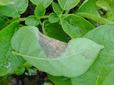 late blight lesion on foliage