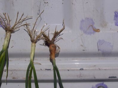 wireworm damage to onion bulb