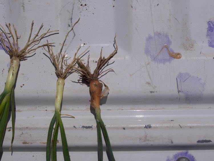 wireworm damage to onion bulb
