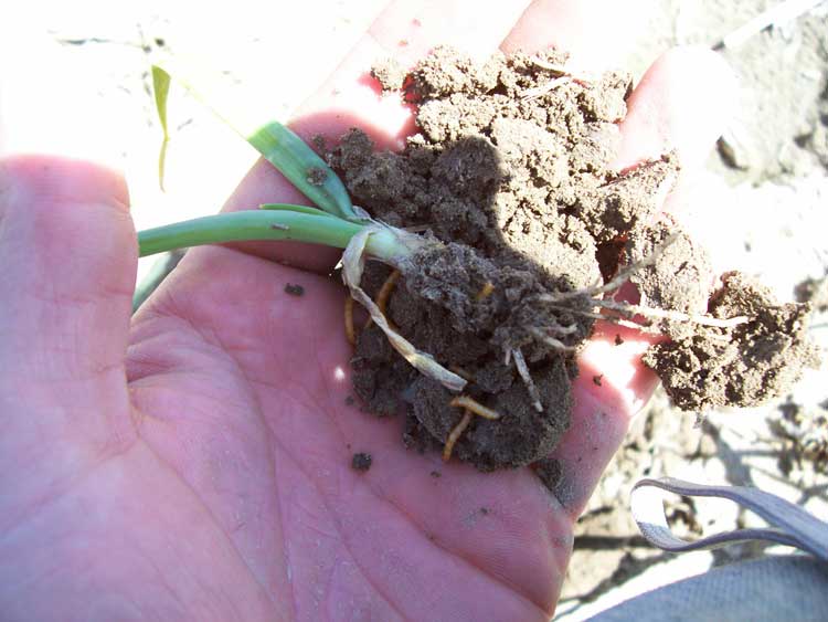 wireworms in soil around onion roots