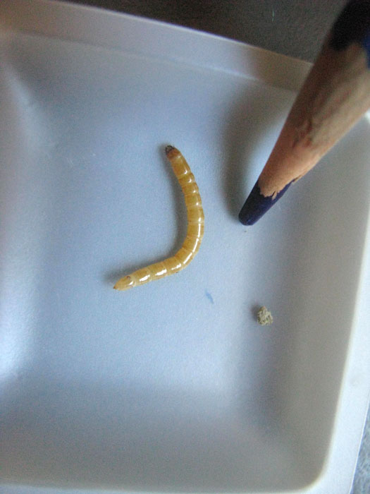 wireworm
