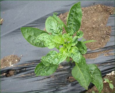 aminopyralid toxicity of pepper