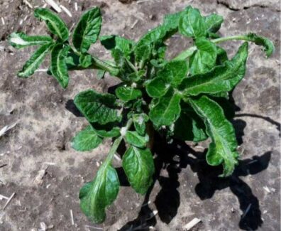 stunted potato plant by herbicide-carryover