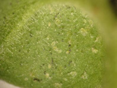 immature whiteflies-2