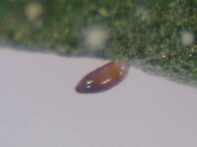 ofwhitefly egg attached to underside of leaf