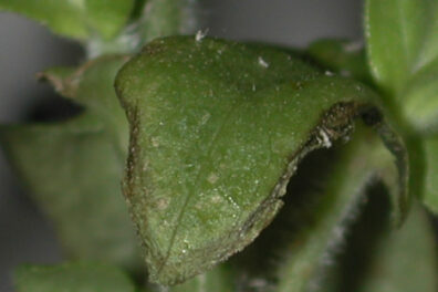 aphid damage on leaf