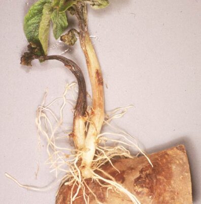 late blight seed pc transmission