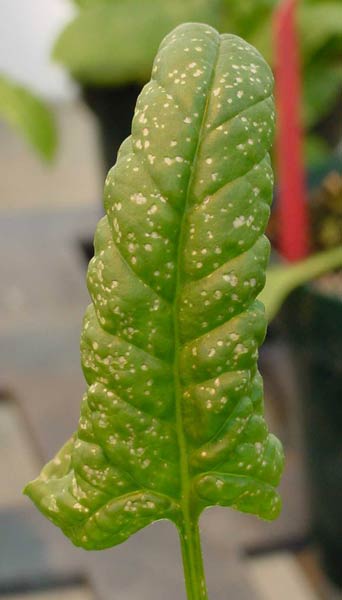 cladosporium leaf spot symptoms on spinach-1