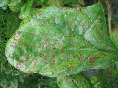 cladosporium leaf spot symptoms on spinach-2