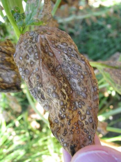cladosporium leaf spot symptoms on spinach-3