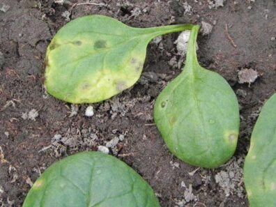 symptoms of anthrcnose on spinach