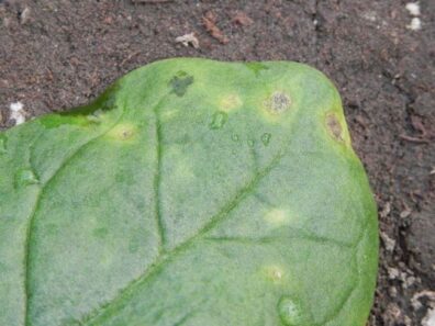 close up view of anthrcnose on spinach