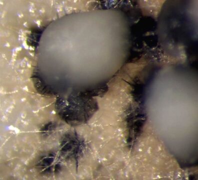 fruiting body of Collectotrichum dematium