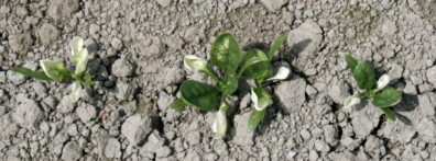 white foilage symptoms on spinach-2