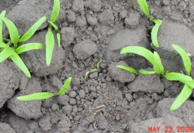 wilted and dead spinach seedlings