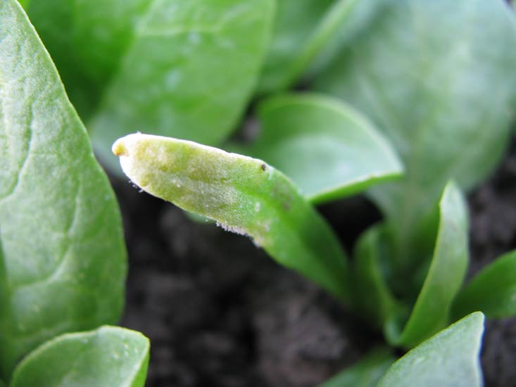 Gray-brown sporulation of Peronospora farinosa f. sp. spinaciae on a spinach cotyledon