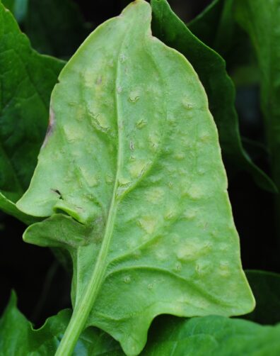 Edema on Spinach