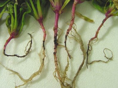 showing typical blackening of spinach roots