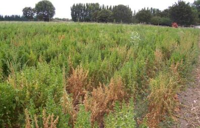 Spinach fusarium wilt | Pacific Northwest Vegetable Extension Group