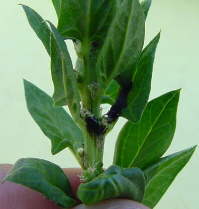 lygus bug damage on a spinach seed crop