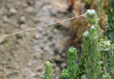 spinach leafminer eggs