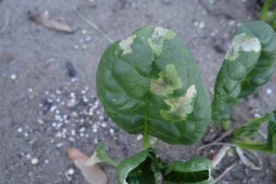spinach leafminer damage on leaf