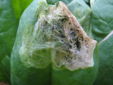 spinach leafminer injury symptoms