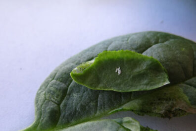 spinach leafminer eggs