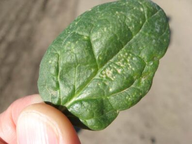 spinach leafminer caused scarring
